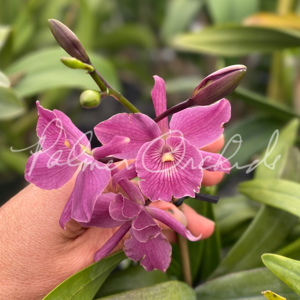 Epi. Miura Valley — Palmer Orchids